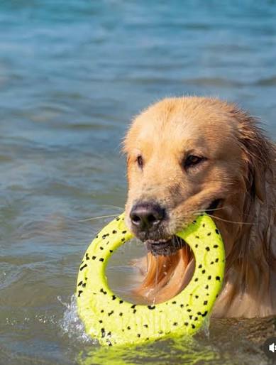 $2 OFF! KONG Reflex Flyer Dog Toy Yellow / Floats! CHEAPER THAN CHEWY - Glad Dogs Nation | ALL Profits Donated