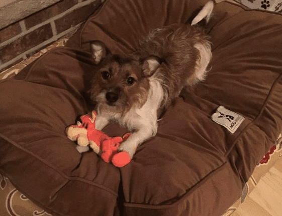 Tigger Stuffed & Squeaky Dog Toys: All Sizes - Glad Dogs Nation | ALL Profits Donated