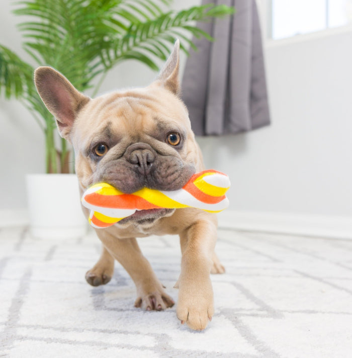 15% OFF! Tiny Tuff Pumpkin Treats Power Plush Dog Toys 2 Pack - Glad Dogs Nation | ALL Profits Donated