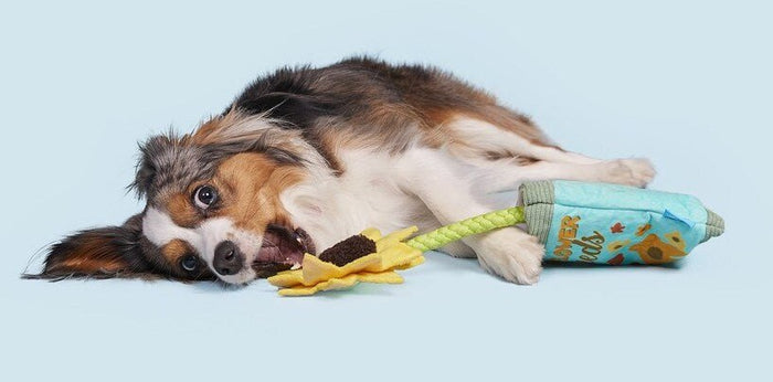 BARK Funflower Seeds Rope Dog Toy - Glad Dogs Nation | ALL Profits Donated