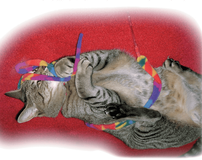 Cat Dancer Cat Charmer Cat Toy * Made in the USA - Glad Dogs Nation | ALL Profits Donated