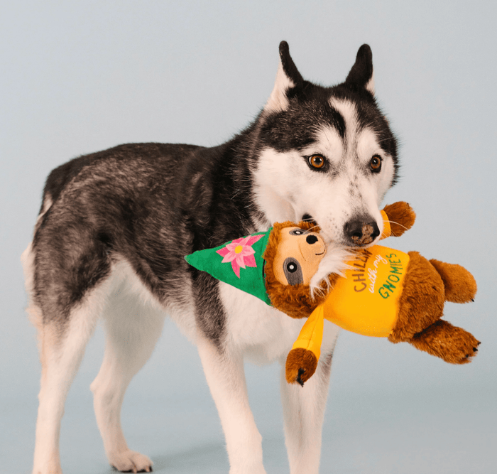 PetShop by Fringe Chillin' With My Gnomies Squeak & Crinkle Dog Toy: M, L, XL Dogs - Glad Dogs Nation | ALL Profits Donated