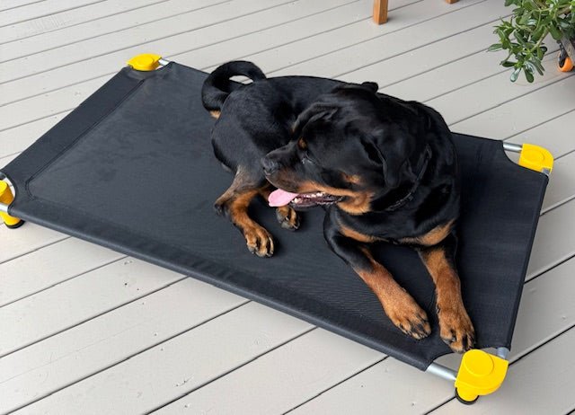 4Legs4Pets Elevated Pet Bed: PITTSBURGH Football Team Spirit - Glad Dogs Nation | ALL Profits Donated