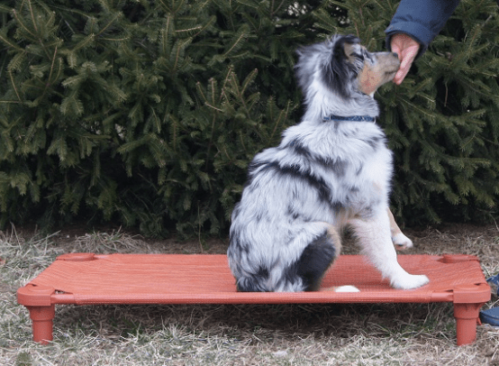 4Legs4Pets Elevated Dog Bed: Custom Design Your Own - Glad Dogs Nation | ALL Profits Donated
