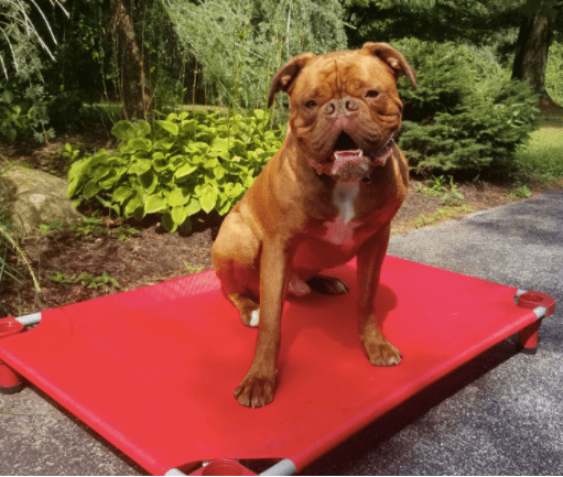 4Legs4Pets Elevated Dog Bed: Custom Design Your Own - Glad Dogs Nation | ALL Profits Donated