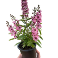 Angelonia flowering plant with pink blossoms and green leaves in a dark pot