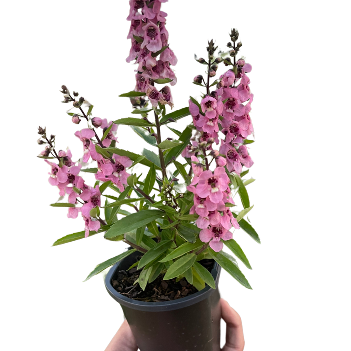 Angelonia flowering plant with pink blossoms and green leaves in a dark pot