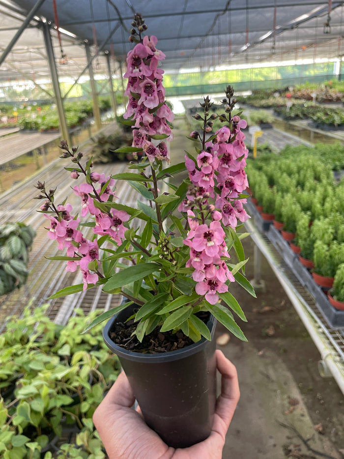 Pink flowering plant with tall clusters and green leaves, held in a dark pot