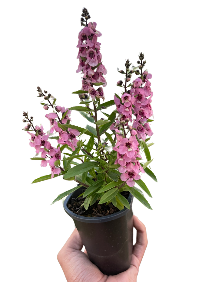 Pink flowering plant with upright spikes of blossoms and green leaves in dark pot