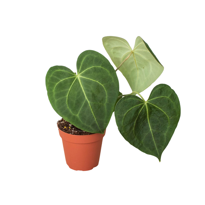Anthurium plant in terracotta pot with broad dark-green leaves and pale vein lines