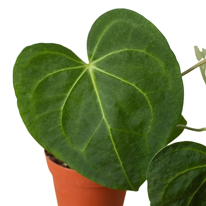 Anthurium plant with large dark-green heart leaves and pale vein pattern in pot