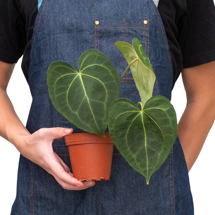 Anthurium plant in terracotta pot with heart-shaped dark-green leaves and pale veins