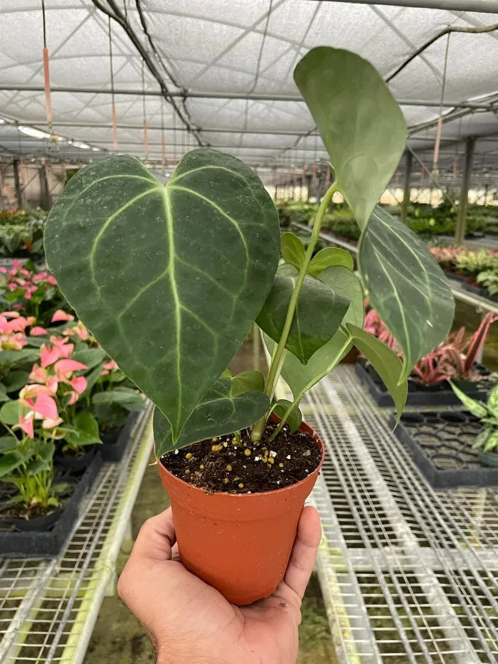 Anthurium plant in terracotta pot with dark-green leaves and bright pale vein lines