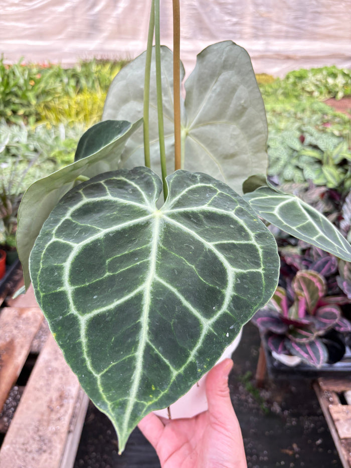 Anthurium plant with dark-green leaves and prominent pale vein network, in pot