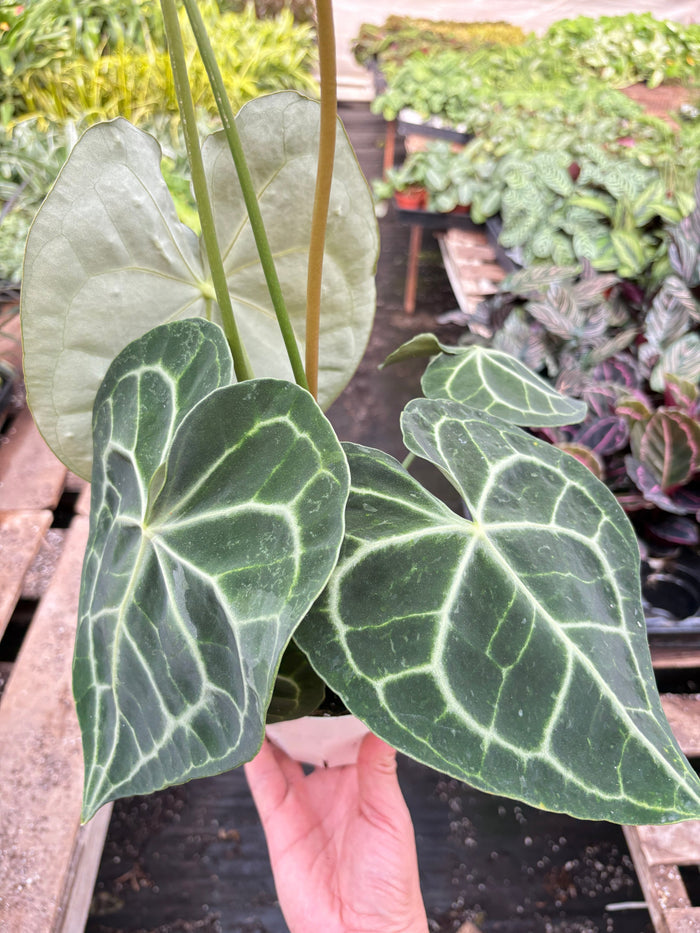 Anthurium plant with dark-green leaves and bright pale veins, held in hand