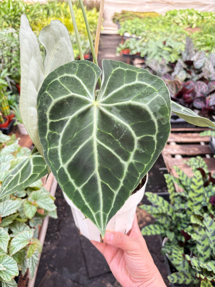 Anthurium plant with large dark-green leaves and bright pale vein pattern, held up