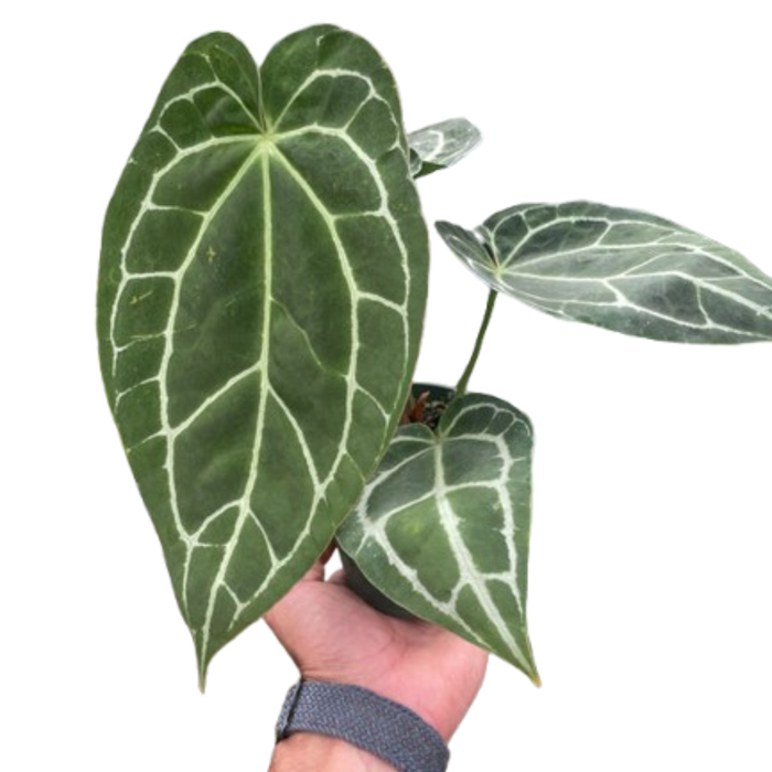 Anthurium Crystallinum plant with large dark green leaves and pale vein pattern