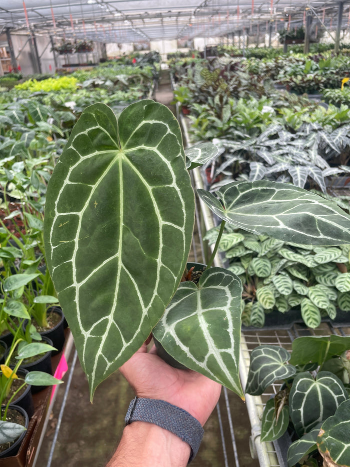 Anthurium Crystallinum plant leaves in hand, dark green foliage with light veins