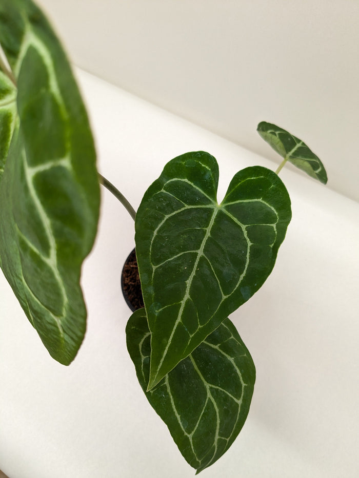 Anthurium Crystallinum potted plant with three dark green leaves and pale veining