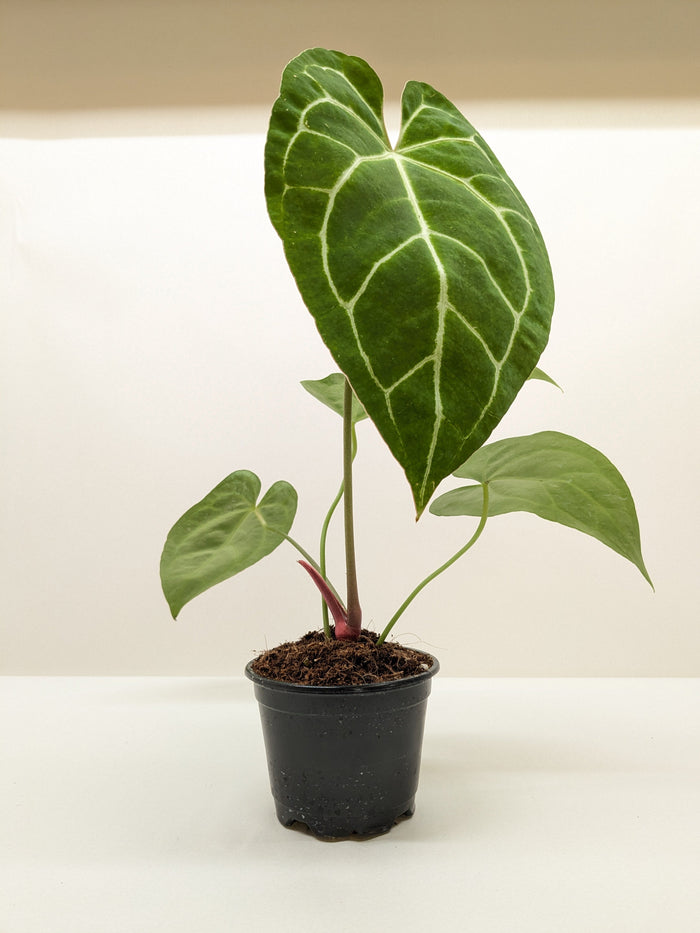 Anthurium Crystallinum potted plant with dark green heart-shaped leaves and pale veins