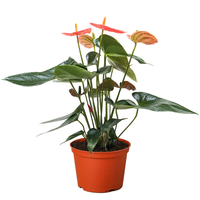 Orange anthurium plant in terracotta pot with glossy green leaves