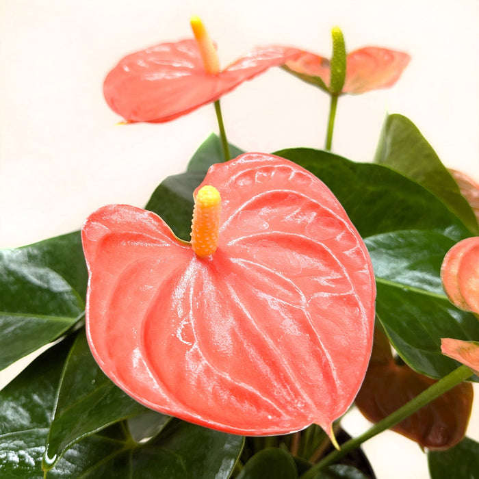 Orange anthurium flowers with waxy texture and glossy green leaves