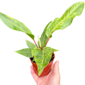 Potted anthurium plant with glossy green leaves and red stems in terracotta pot