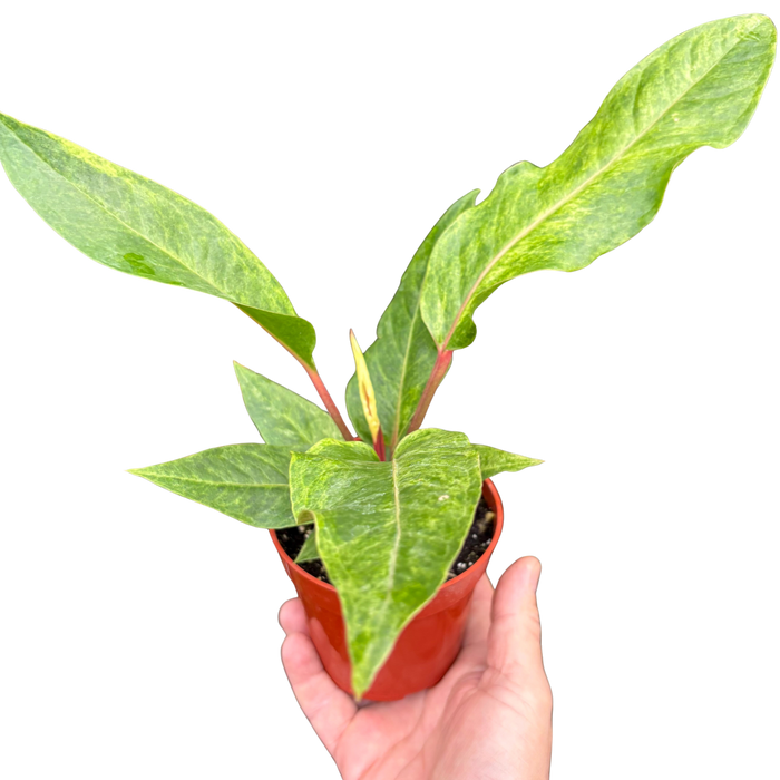 Potted anthurium plant with glossy green leaves and red stems in terracotta pot