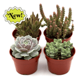 Assorted succulents in terracotta pots, rosette and upright spiky varieties