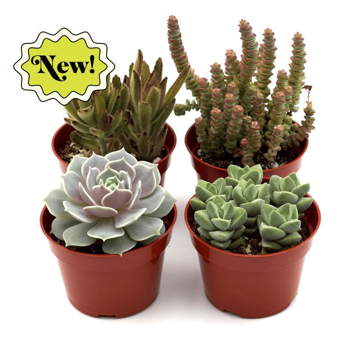 Assorted succulents in terracotta pots, rosette and upright spiky varieties