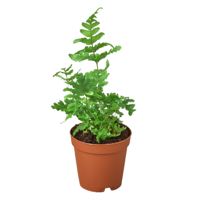 Terracotta pot with green fern plant and upright fronds