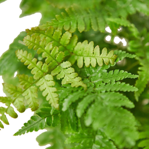 Green fern fronds with delicate leaflets, close-up view