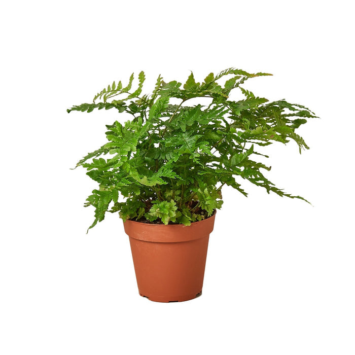 Terracotta pot with lush green fern plant, bushy fronds