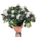 White azalea shrub in dark pot, held with glossy green leaves and small blooms