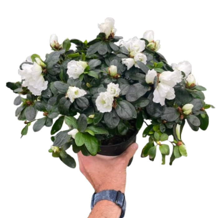 White azalea shrub in dark pot, held with glossy green leaves and small blooms
