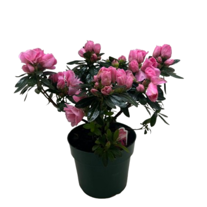 Pink azalea shrub in dark pot, dense buds and blossoms with glossy green leaves