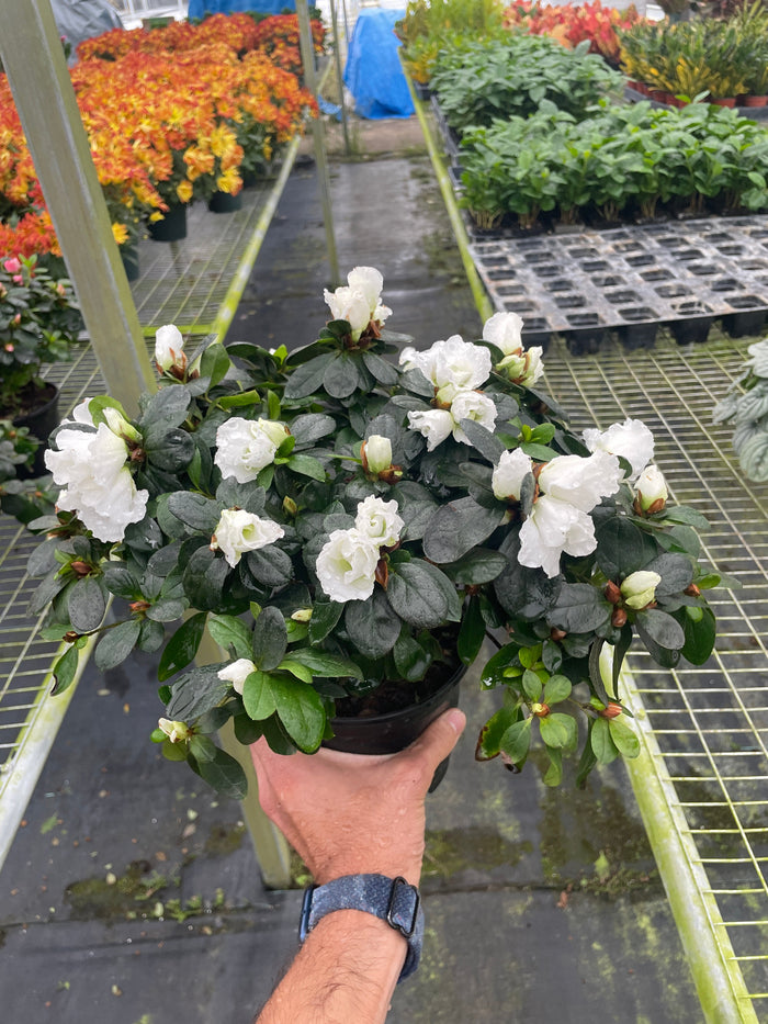 White azalea shrub in dark pot, rounded green foliage with clustered pale blooms