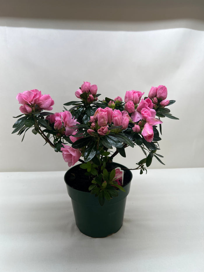Pink azalea shrub in dark green pot, compact branches with clustered blossoms