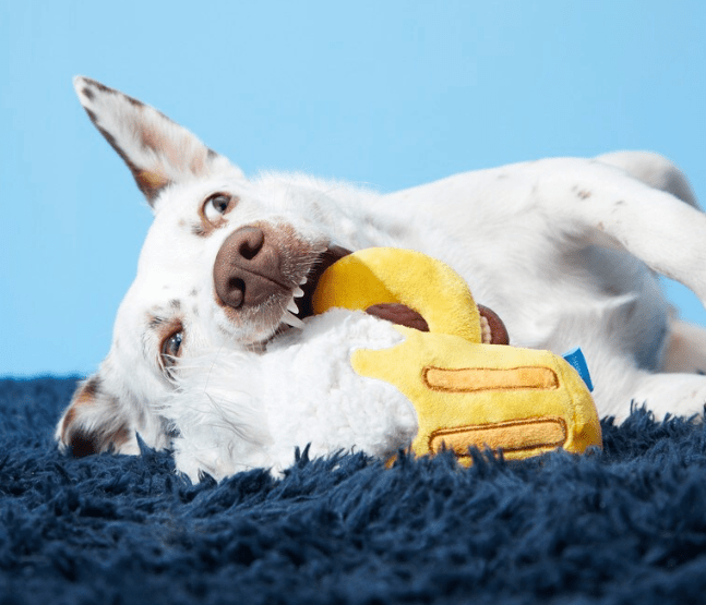 BARK Hair of the Dog Mug of Beer Spiky Squeaker Dog Toy - Glad Dogs Nation | ALL Profits Donated