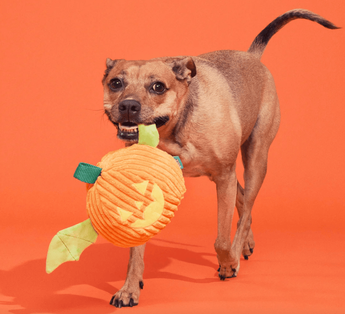 BARK Halloween Flapperlantern Squeaky Plush Tug Dog Toy - Glad Dogs Nation | ALL Profits Donated