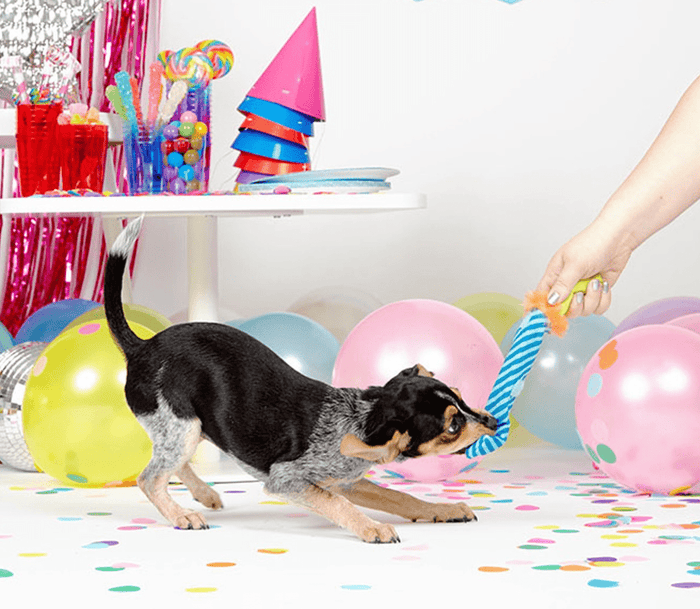 BARK Roll Over Party Blower: Medium - Glad Dogs Nation | ALL Profits Donated