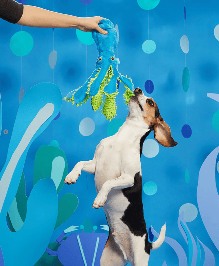 BARK Shifty Sid the Squid Squeak & Crinkle Dog Toy - Glad Dogs Nation | ALL Profits Donated