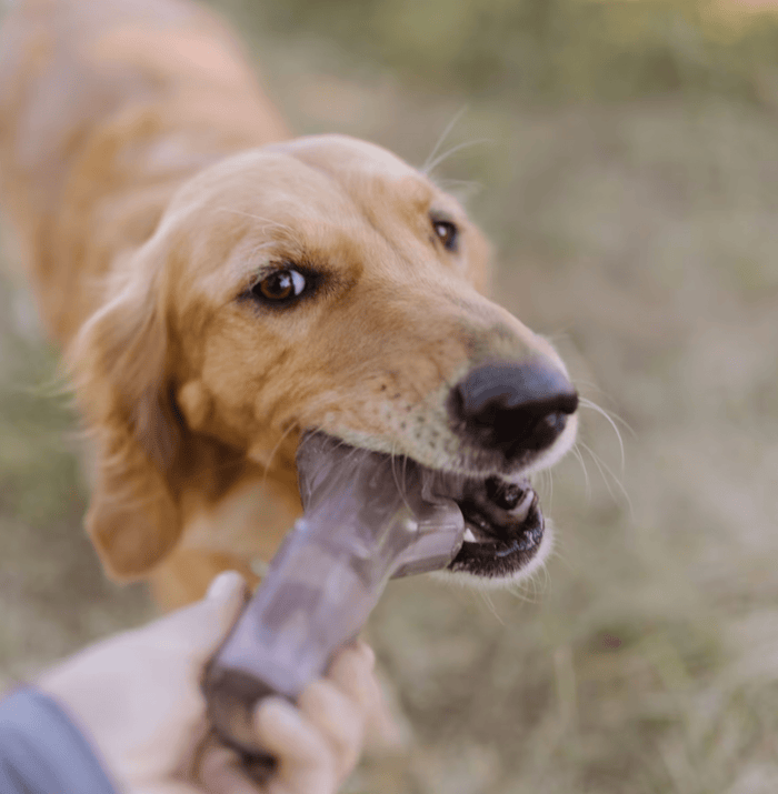 BARK Super Chewer Fall Fetch Stick Tough Dog Chew Toy CHEAPER THAN CHEWY - Glad Dogs Nation | ALL Profits Donated