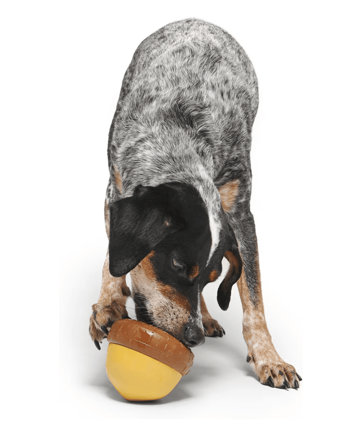BARK Super Chewer Treat - Dispensing Acornucopia Dog Toy Large CHEAPER THAN CHEWY - Glad Dogs Nation | ALL Profits Donated