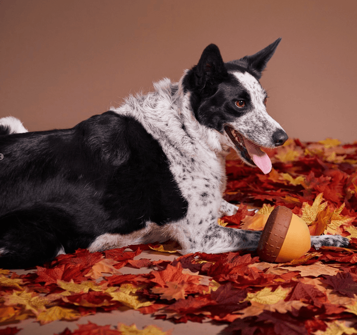 BARK Super Chewer Treat - Dispensing Acornucopia Dog Toy Large CHEAPER THAN CHEWY - Glad Dogs Nation | ALL Profits Donated