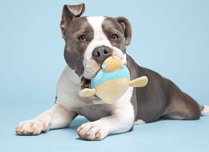 $1 OFF! BARK Wallace Walrus Dog Toy * Spiky Squeaker Ball Inside - Glad Dogs Nation | ALL Profits Donated