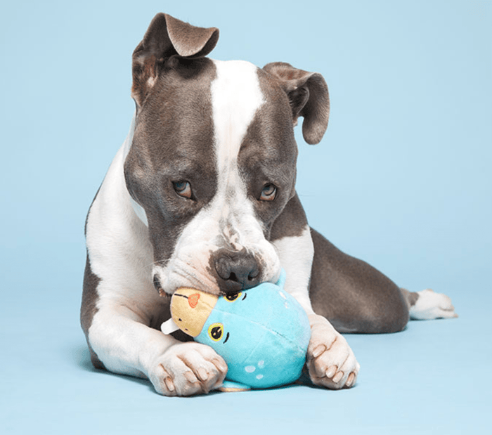 $1 OFF! BARK Wallace Walrus Dog Toy * Spiky Squeaker Ball Inside - Glad Dogs Nation | ALL Profits Donated