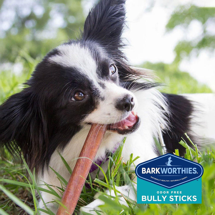 Barkworthies Odor - Free Standard Bully Sticks Dog Treats: 6" - Glad Dogs Nation | ALL Profits Donated