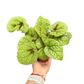 Begonia plant leaves, lime-green with crinkled texture and dark vein markings