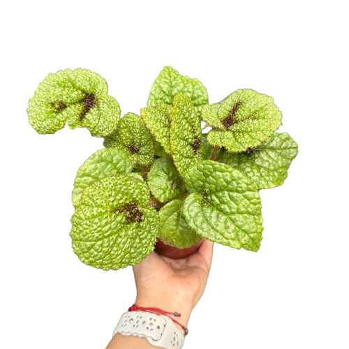 Begonia plant leaves, lime-green with crinkled texture and dark vein markings